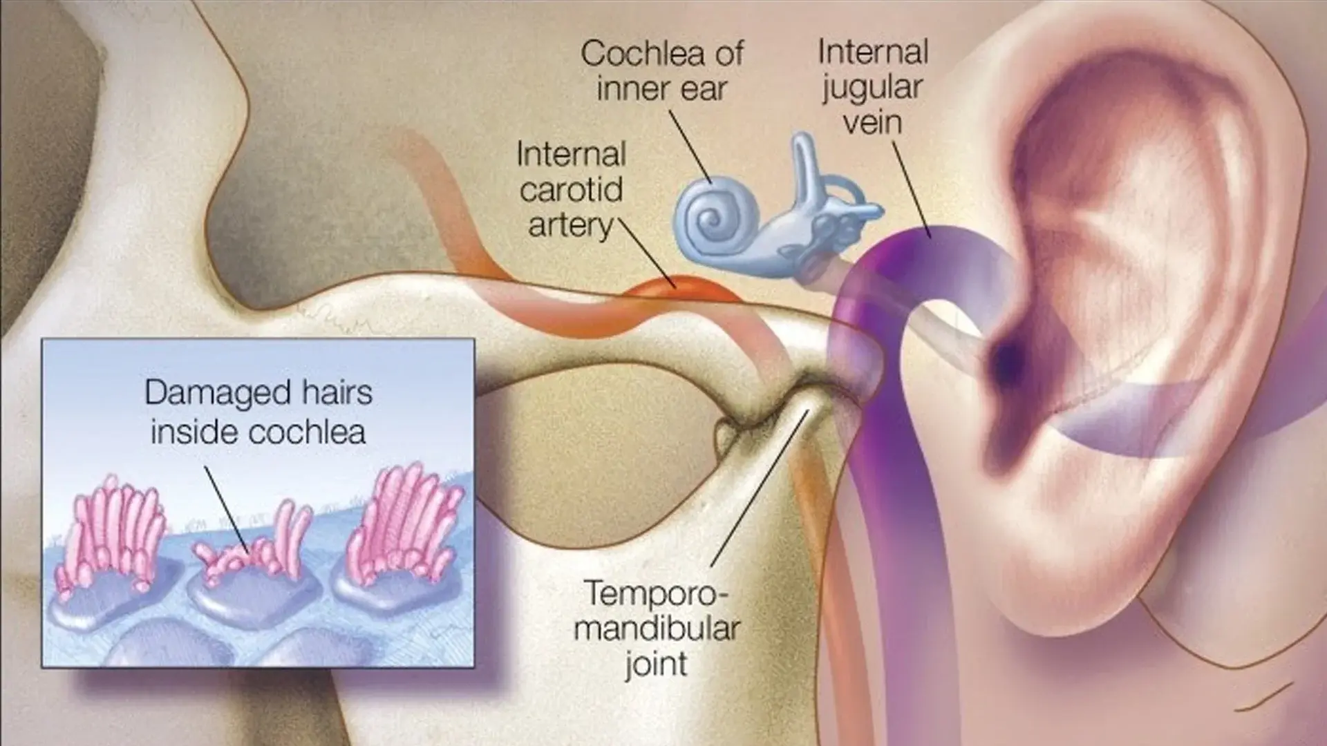 Reference material from the user-supplied source code Source-code ear and hearing education visual